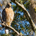 Red Shouldered Hawk Enjoying the Sun! by rickster549