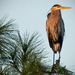 Blue Heron Getting the Rising Sun! by rickster549