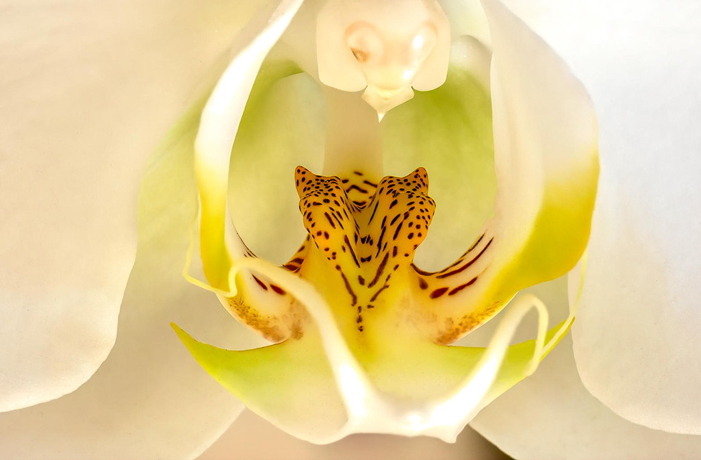 A tiger in the Orchid. by ludwigsdiana