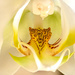 A tiger in the Orchid. by ludwigsdiana