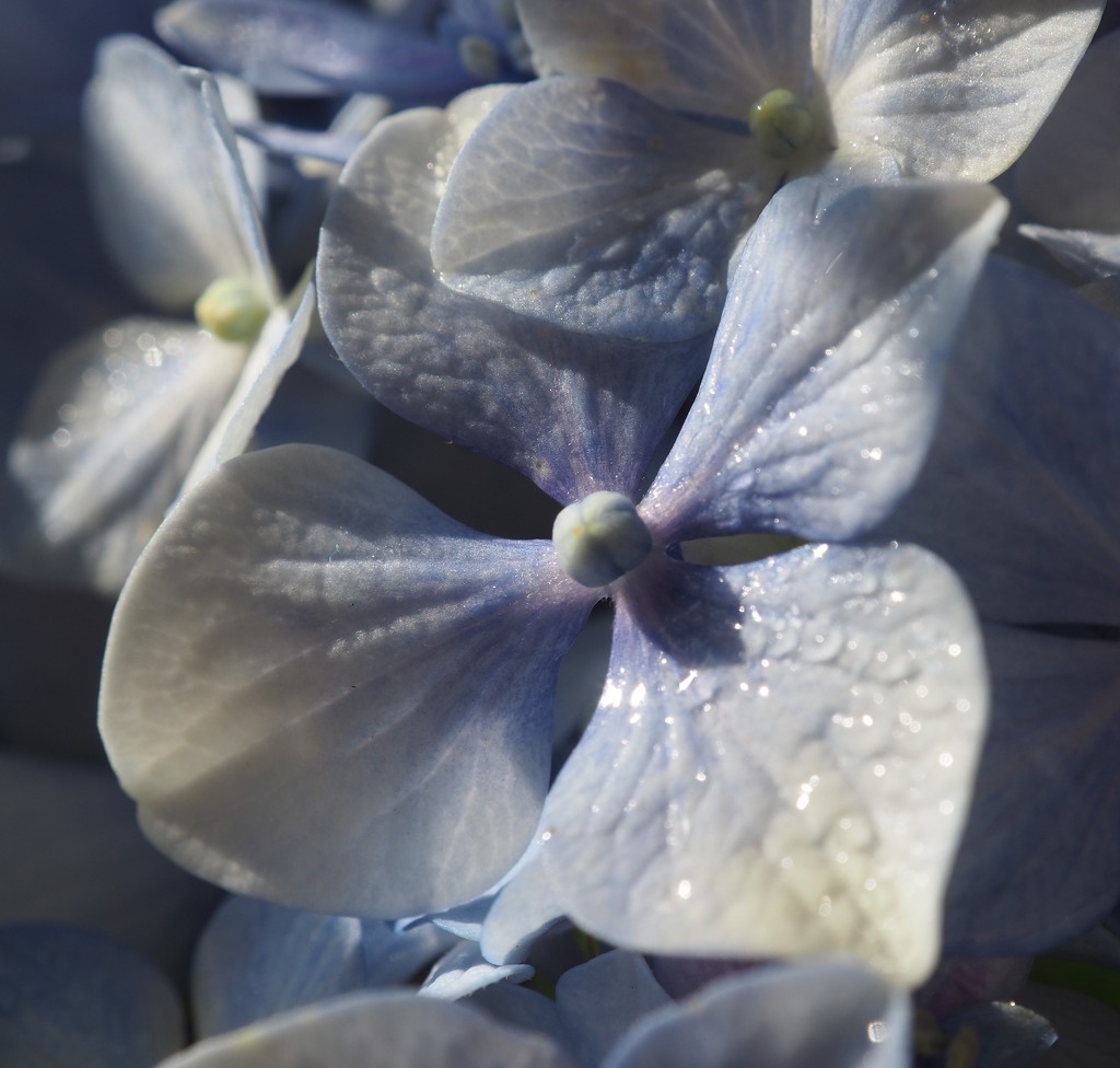 A single hydranga flower by Dawn