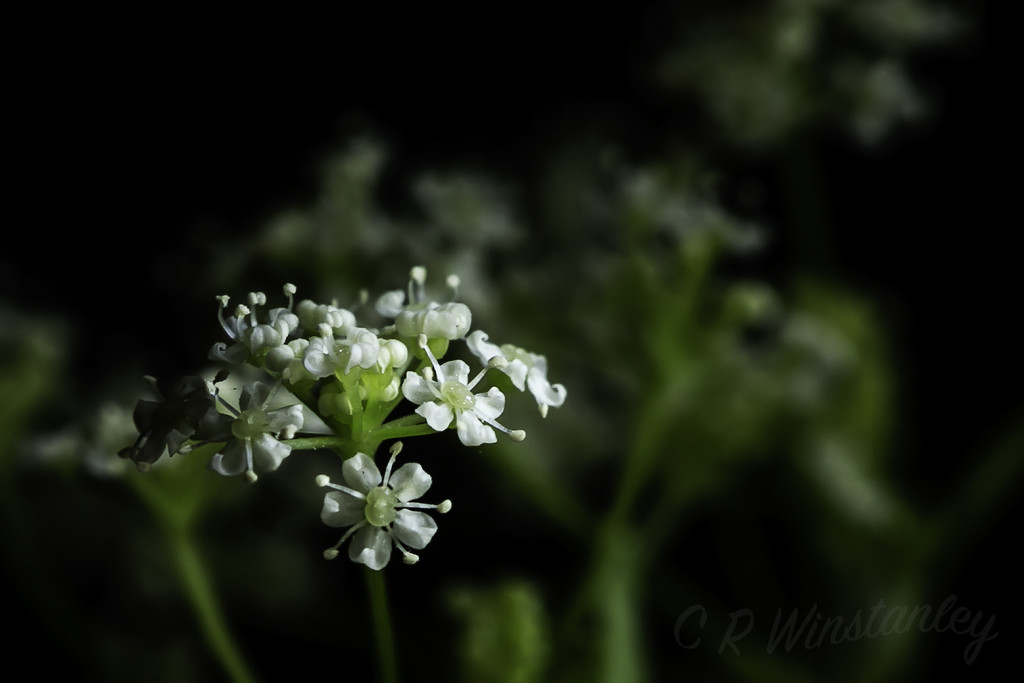 Parsley Flower by kipper1951