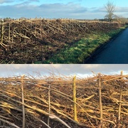 7th Feb 2019 - Proper hedging