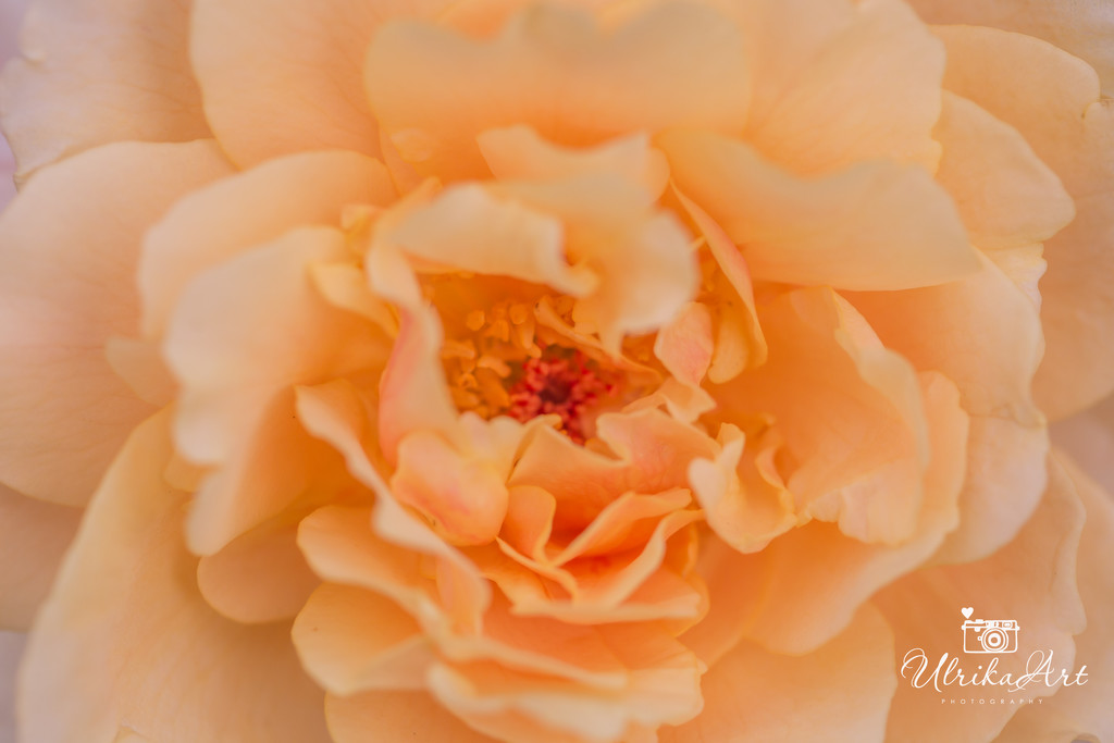 apricot rose by ulla