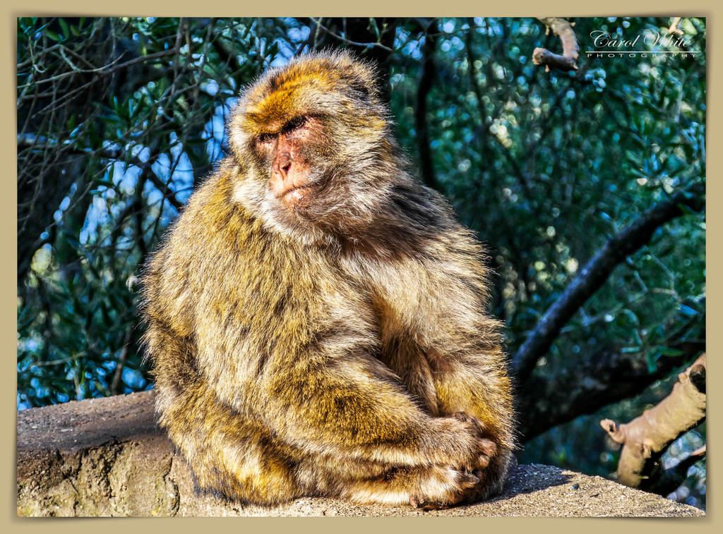 Barbary Macaque In Pensive Mood by carolmw