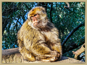 7th Feb 2019 - Barbary Macaque In Pensive Mood
