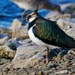LAPWING by markp