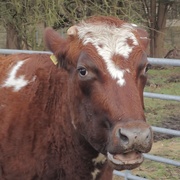 6th Feb 2019 - Herefordshire Cow