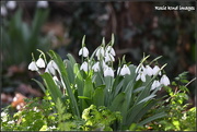 7th Feb 2019 - Snowdrops in the wood