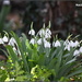 Snowdrops in the wood by rosiekind