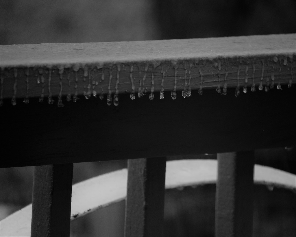 February 7: Beginnings of the ice storm by daisymiller