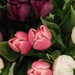 Top down tulips by 365anne