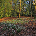 Carpet of snowdrops by busylady