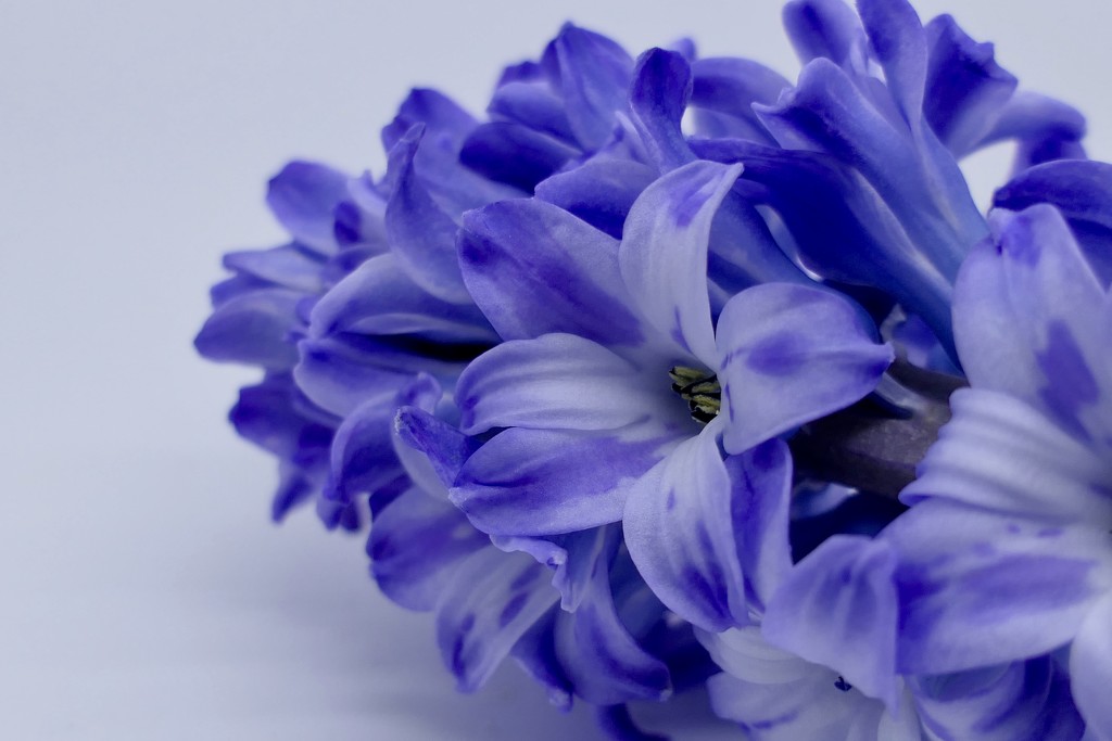 Close up Hyacinth  by carole_sandford