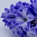 Close up Hyacinth  by carole_sandford