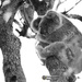 holding tight by koalagardens