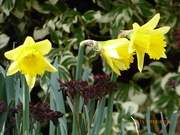 7th Feb 2019 - Early daffodils 
