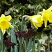 Early daffodils  by snowy