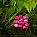 Pink Berries ~       by happysnaps
