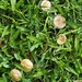 Frilled Mushrooms ~    by happysnaps
