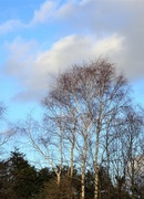 7th Feb 2019 - Silver birch  (colour ) 