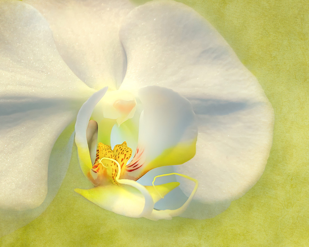 orchid2 by jernst1779