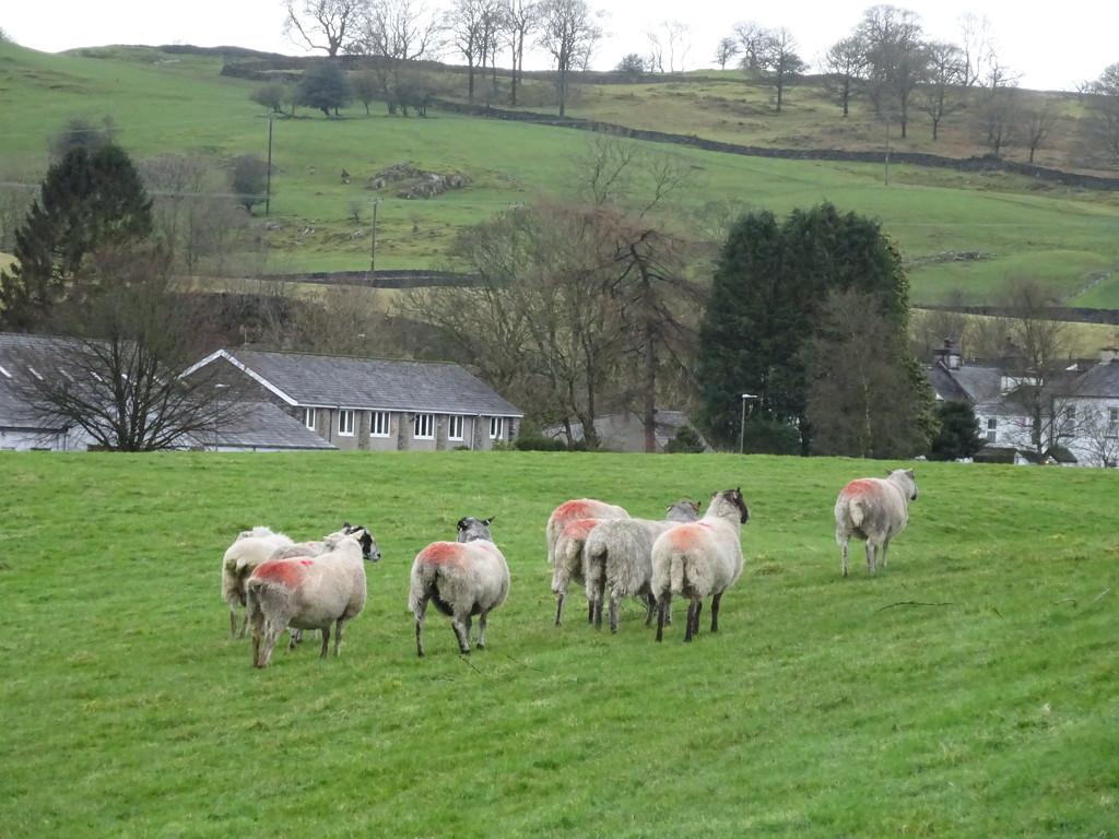 ewes by anniesue