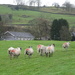 ewes by anniesue