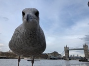 8th Feb 2015 - The Gull has taken over London!