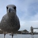 The Gull has taken over London! by bizziebeeme