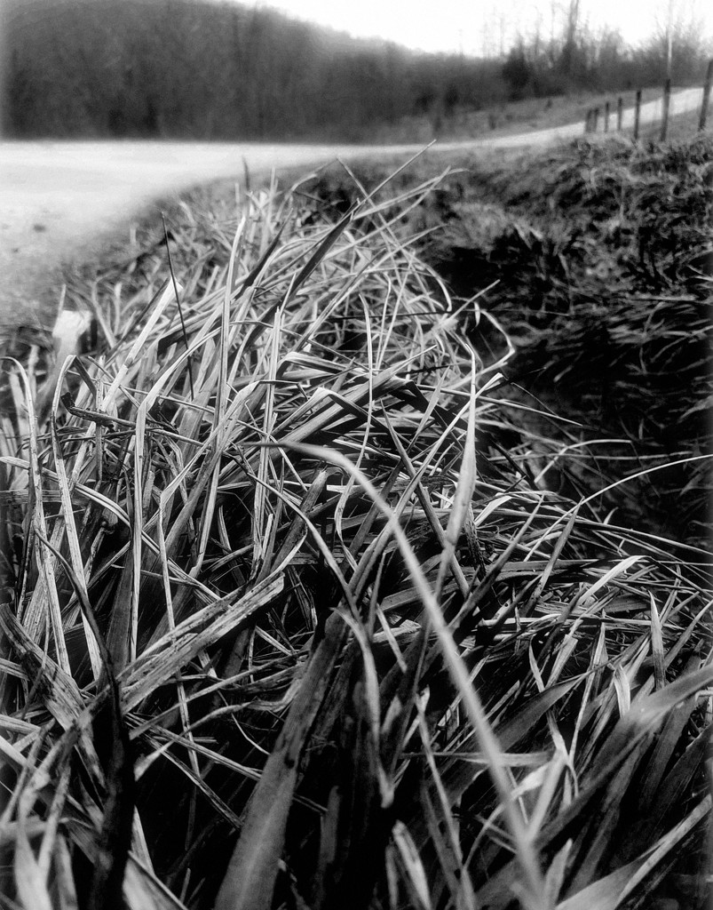 Grass by road by francoise