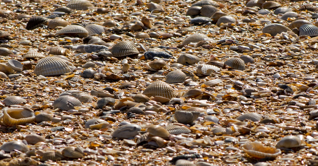 Shells Everywhere! by rickster549