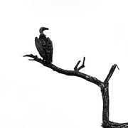 4th Feb 2019 - Vulture is Watching