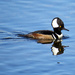 Male Hooded Merganzer by kathyo