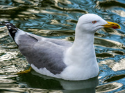 8th Feb 2019 - Seagull,Benalmadena Parque La Paloma (uncropped)
