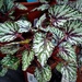 Begonia Rex  by beryl