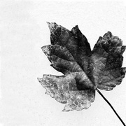 8th Feb 2019 - Fallen Leaf