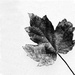 Fallen Leaf by shutterbug49