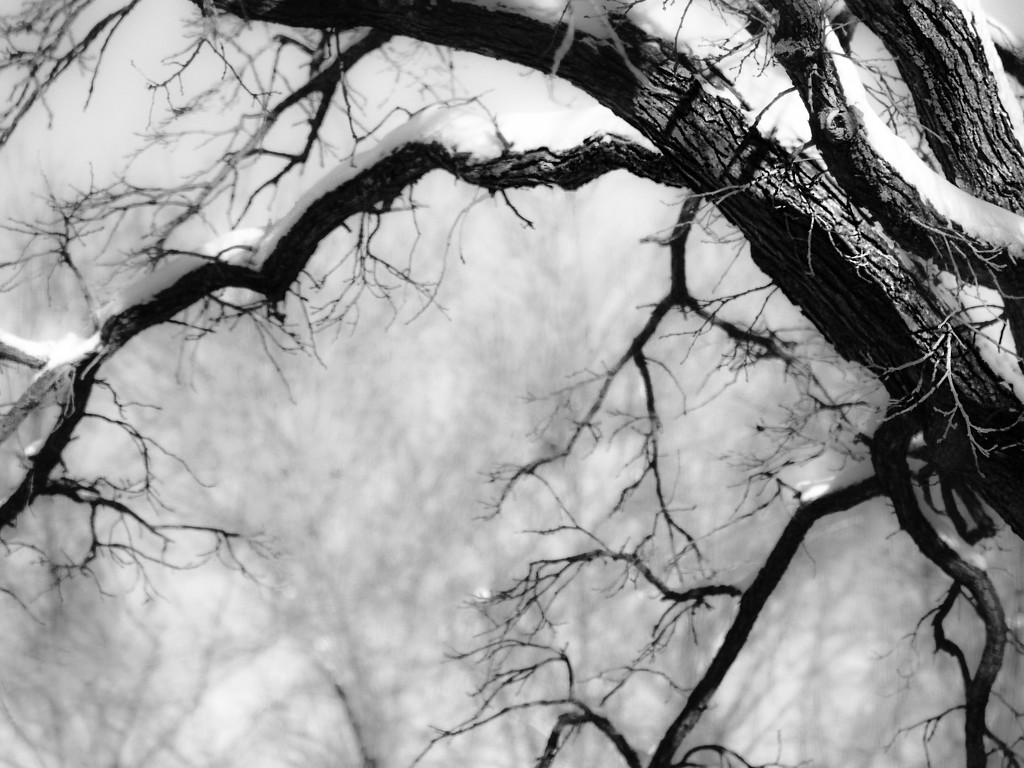 Winter Oak by tosee