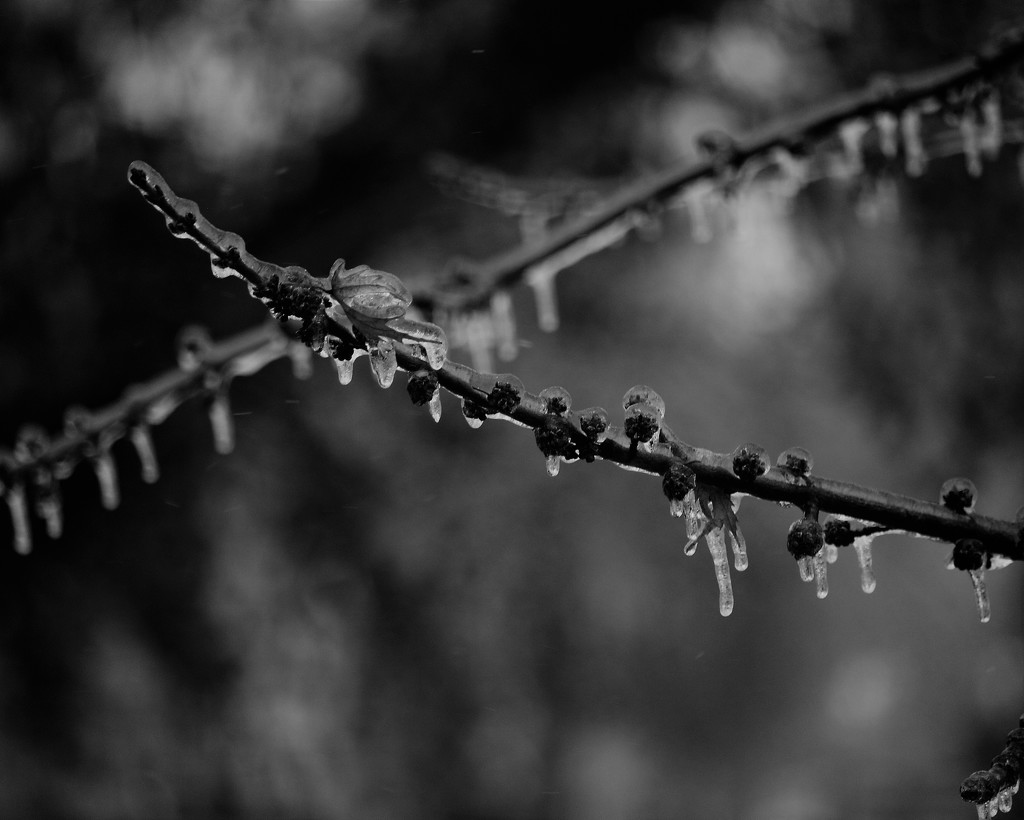 February 8: Ice Storm by daisymiller