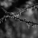 February 8: Ice Storm by daisymiller