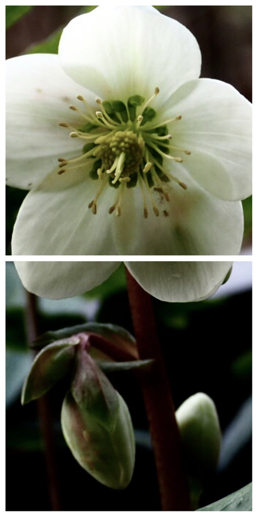 Hellebore by jacqbb