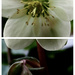 Hellebore by jacqbb