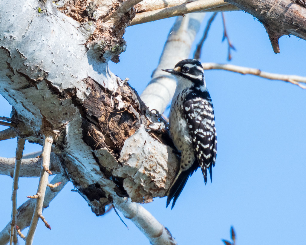 Nuttall's Woodpecker by nicoleweg