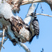 Nuttall's Woodpecker by nicoleweg