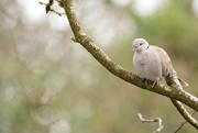 8th Feb 2019 - Collared Dove......