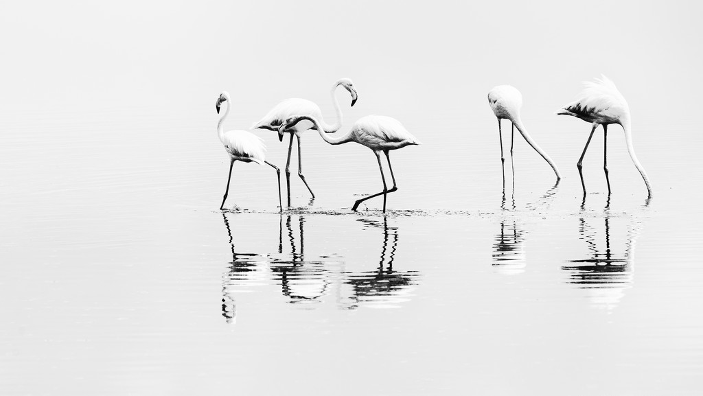 Five Flamingo Friends  by taffy
