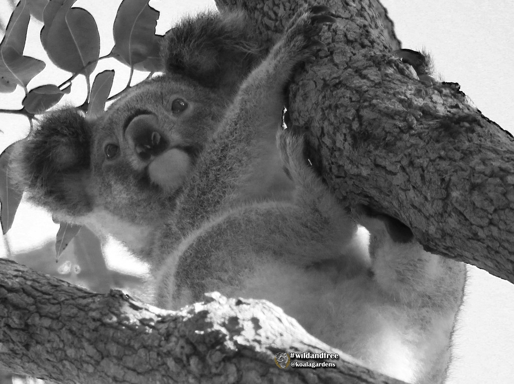 suspense by koalagardens