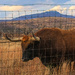 Long Horn Cattle by samae