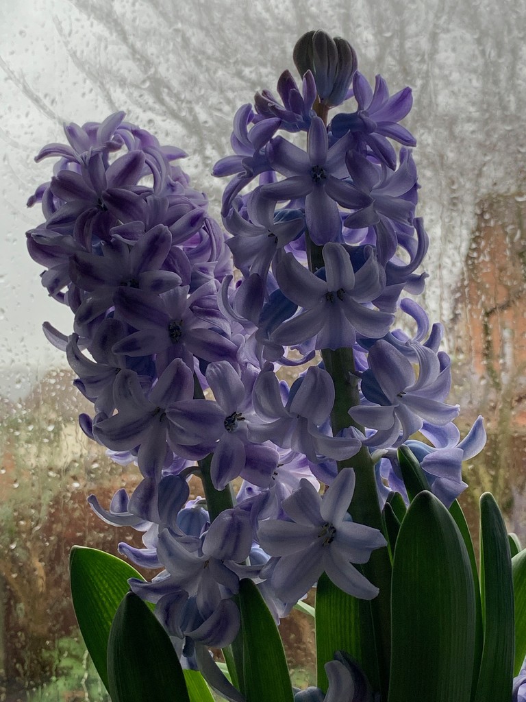Hyacinths by 365projectmaxine
